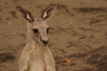 オオカンガルー