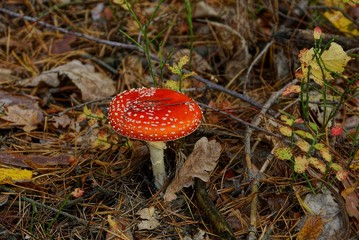 яркий красный мухомор в сухих ветках траве и листьях в осеннем лесу 