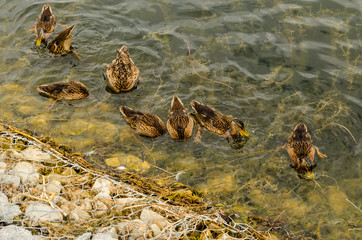 Ducks looking for food in water