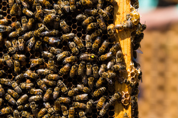 Queen Bee in the Hive