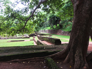 Monkey walking along a remaining walls of ancient  ruins