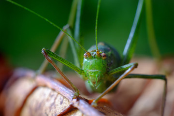 Cricket