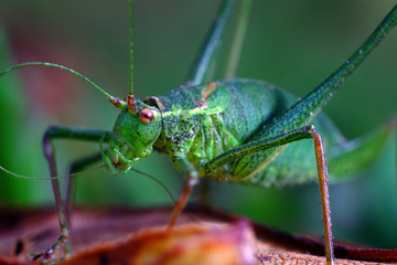 Cricket