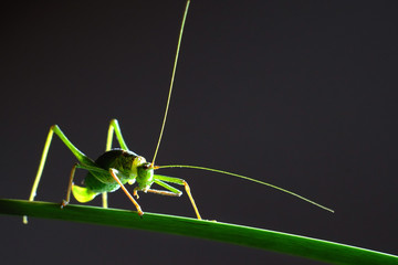 Cricket
