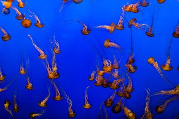 Fototapeta na wymiar Orange Jellyfish with blue background