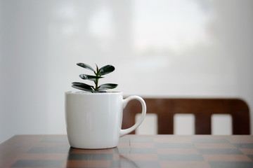 a small ornamental tree was planted in a white coffee mug placed on the wooden table.