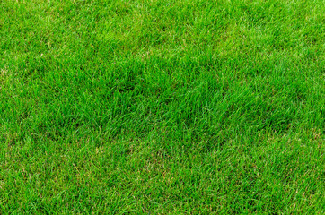Background of the green grass