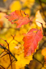 Autumn beech leaves decorate a beautiful nature bokeh background with forest
