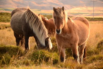 Fototapeta premium Icelandic horses