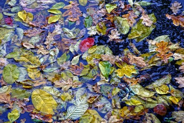опавшие цветные листья на воде водоёма