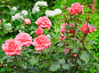 Beautiful pink roses in the garden after the rain