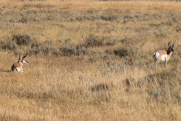 Pronghorn Antelope Bucks