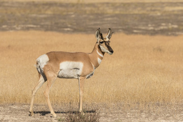 Pronghorn Antelope Buck