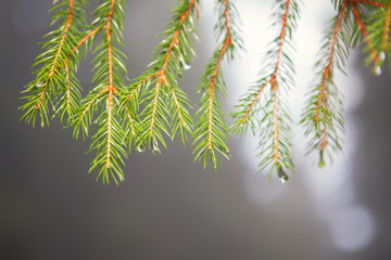 fir tree with dew