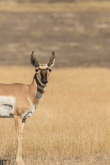 Pronghorn Antelope Buck