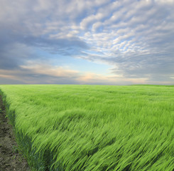 Fototapeta na wymiar Wheat field against a blue sky