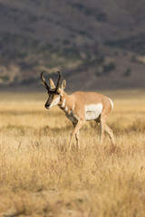 Pronghorn Antelope Buck