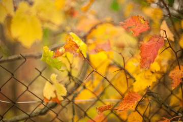 Autumn beech leaves decorate a beautiful nature bokeh background with forest