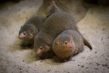 Fototapeta premium Mongoose