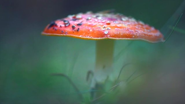 Fly agaric. Amanita muscaria, inedible mushroom in a forest. White-dotted red mushroom closeup. 3840X2160 4K UHD video footage