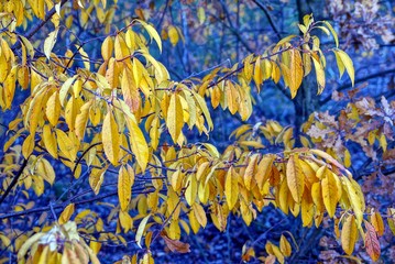 жёлтые листья на длинной ветке дерева в парке