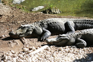 Alligators sunning on the rocky river bank