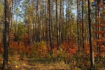 сосновый лес и цветные кусты в сухой траве