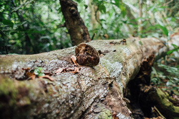 Mushroom on fallen tree trunk in the forest.