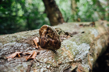 Mushroom on fallen tree trunk in the forest.