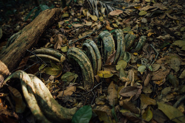 Big twisted vine in a Brazilian rainforest