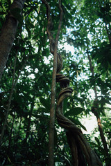 Big twisted vine in a Brazilian rainforest