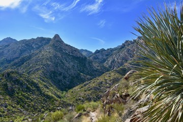 Fototapeta na wymiar Romero Pools Trail Catalina State Park Tucson Arizona