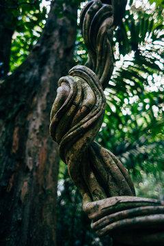 Big twisted vine in a Brazilian rainforest