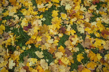 Autumn foliage texture