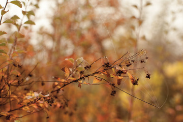 Autumn beech leaves decorate a beautiful nature bokeh background with forest
