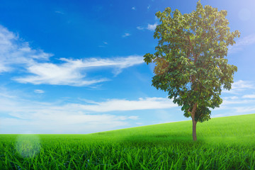 Nature background, Green meadow and tree under the blue sky on sunny day.