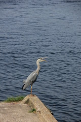 A big grey heron