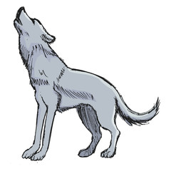 wolf howling to Moon