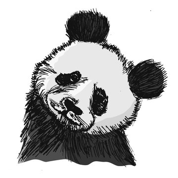 portrait of panda