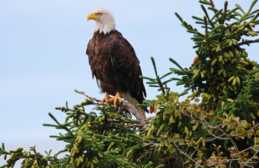 Eagle in the wild 
