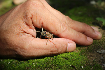 Scarab, Beetle on moss in the garden