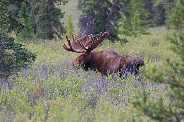 Moose in the wild of Alask