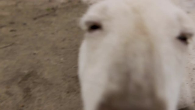 Common wallaroo small white kangaroo curious for a camera