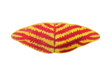 Butterfly leaves on white background