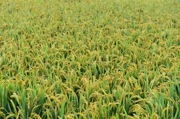 Fototapeta premium Paddy fields