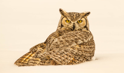 Winter Owl