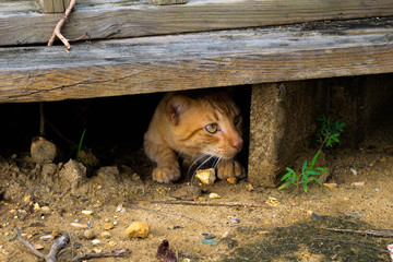 Stray cat hiding: scared