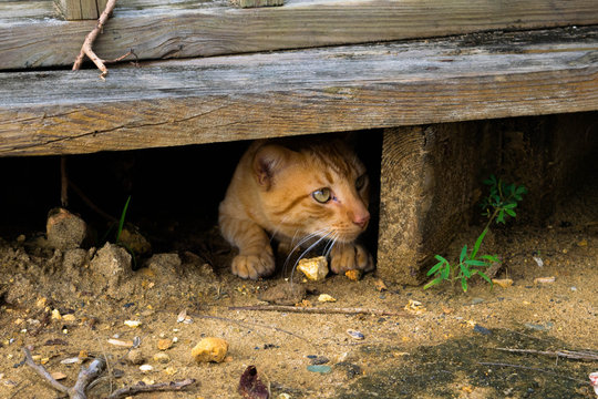 Stray cat hiding: scared