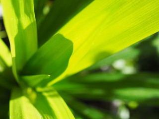 Close up bright yellow green Pandanus (Pandan) leaf plant tree shoot, young sprout long leaf part background, under bright morning sunlight shade and shadow, top view