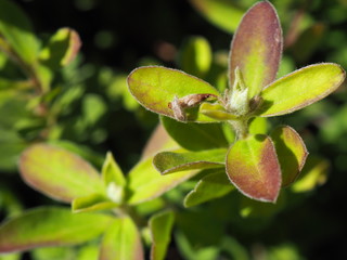 Close up red border leaf branch shoot of Little Hogweed (Portulaca oleracea) with withered flower, under bright morning sunlight background